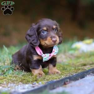 Darla, Dachshund Puppy